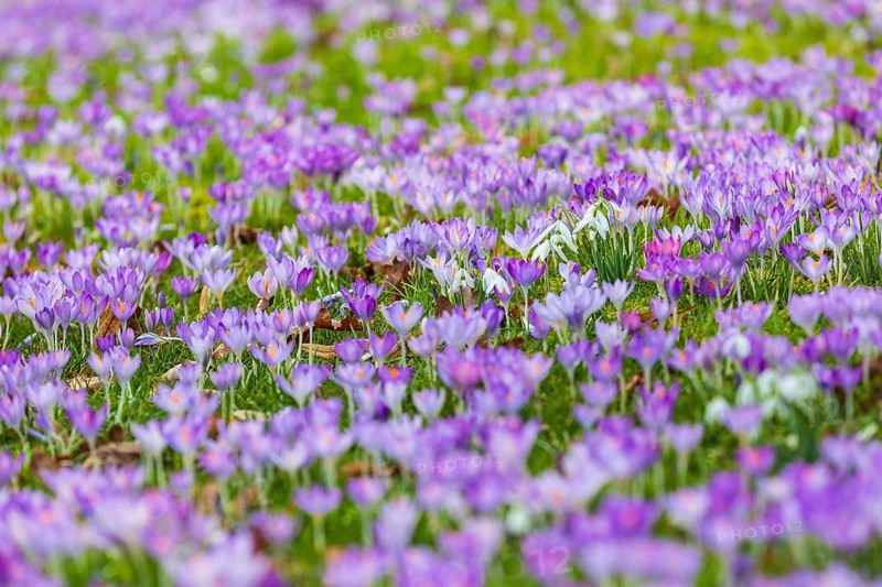 Crocuses (crocus) in bloom, with a few snowdrops (galanthus) flowering in between