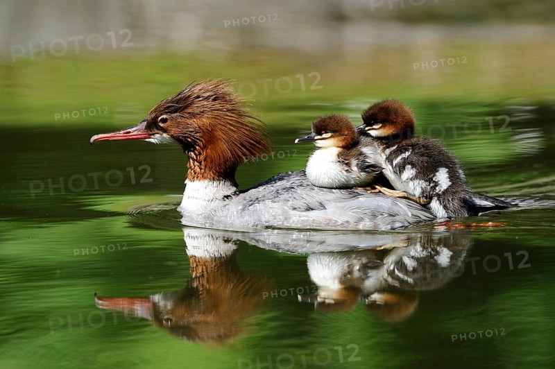 Courageous Goosander with two chicks on its back on clear reflecting water, Goosander (Mergus merganser), Bavaria
