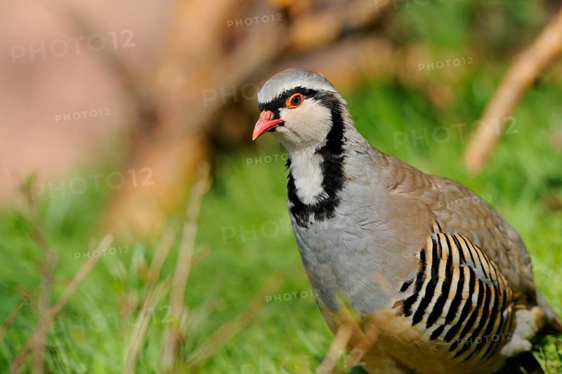 A grey partridge sits on a green meadow in natural surroundings, rock partridge (Alectoris graeca), captive