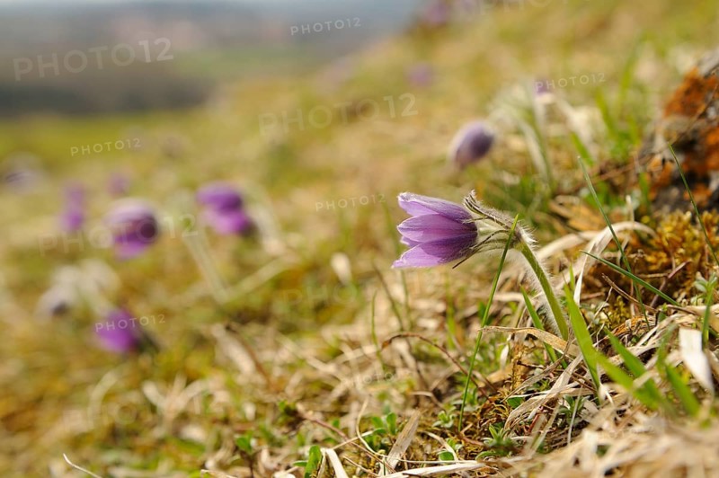 Purple flowers in a meadow with blurred background, Pasque flower (Pulsatilla vulgaris), Upper Palatinate