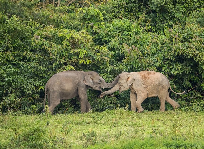 Indian elephants (Elephas maximus indicus), Khiri Khan, Hua Hin, Kui Buri National Park, Thailand, Asia