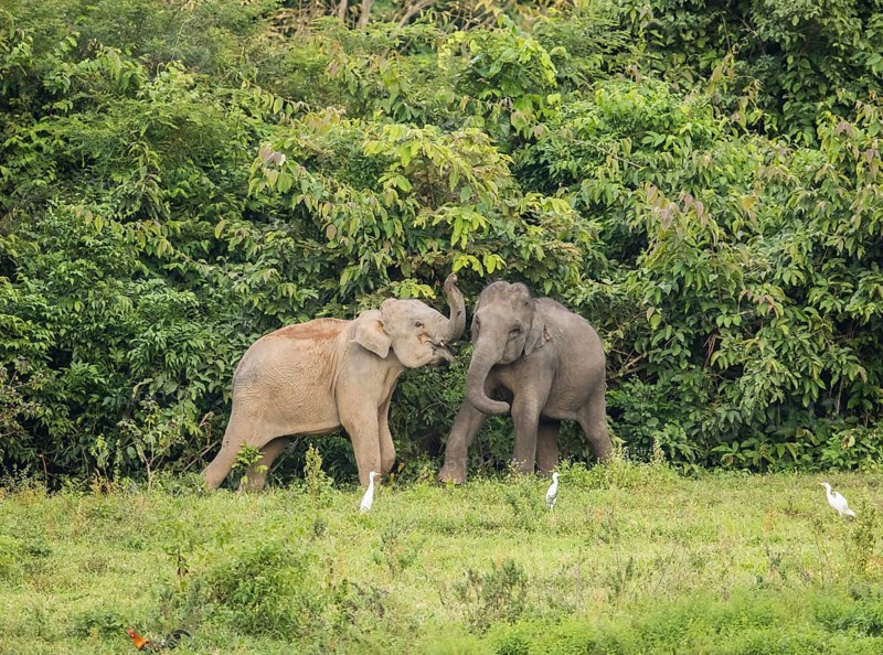 Indian elephants (Elephas maximus indicus), Khiri Khan, Hua Hin, Kui Buri National Park, Thailand, Asia