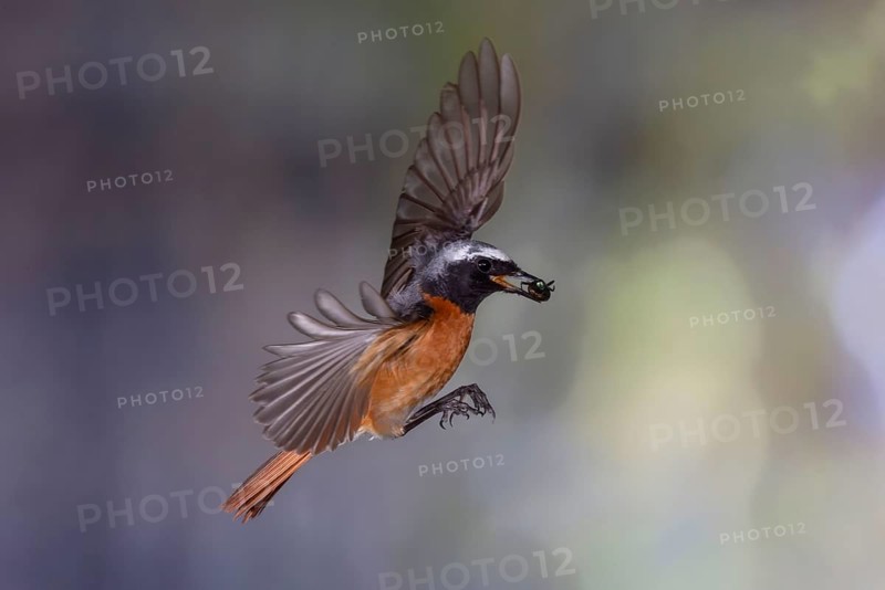 Common redstart (Phoenicurus phoenicurus), male approaching the nest with food in his beak, North Rhine-Westphalia, Germany, Europe