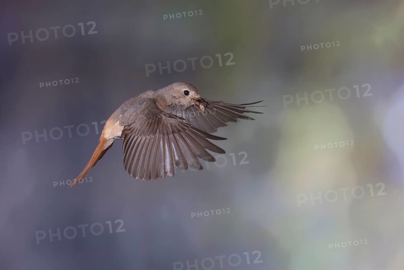 Common redstart (Phoenicurus phoenicurus), female approaching the nest with food in her beak, North Rhine-Westphalia, Germany, Europe