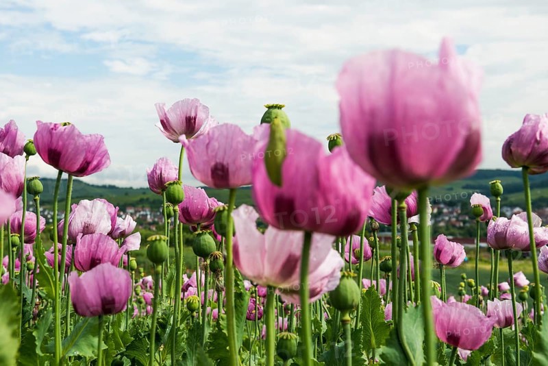 Opium poppy (Papaver somniferum), opium poppy field, Erlenbach, near Heilbronn, Baden-Württemberg, Germany, Europe