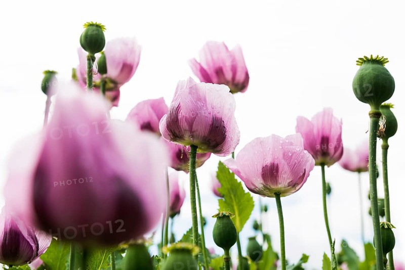 Opium poppy (Papaver somniferum), opium poppy field, Erlenbach, near Heilbronn, Baden-Württemberg, Germany, Europe