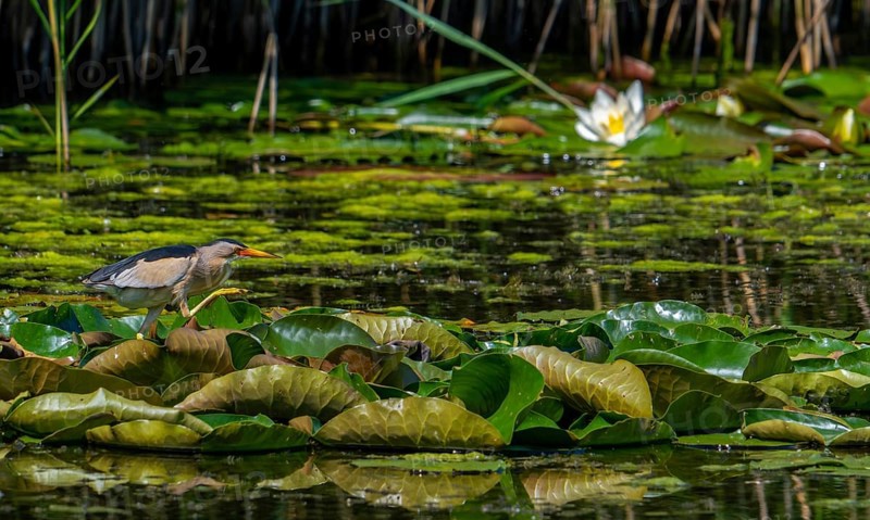 Common little bittern (Ixobrychus minutus, Ardea minuta) adult male walking over water lily pads along reed bed, reedbed in marshland in spring