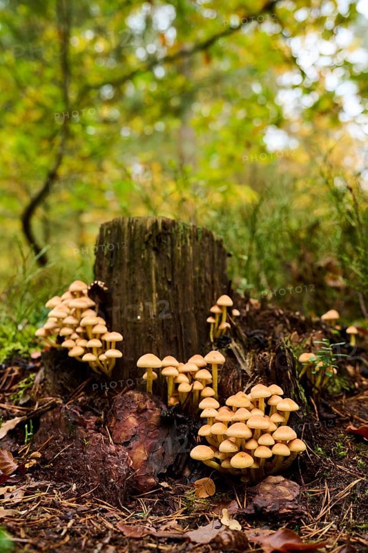 Sulphur tuft (Hypholoma fasciculare) mushrooms on an old tree trunk in a forest, Bavaria, Germany, Europe