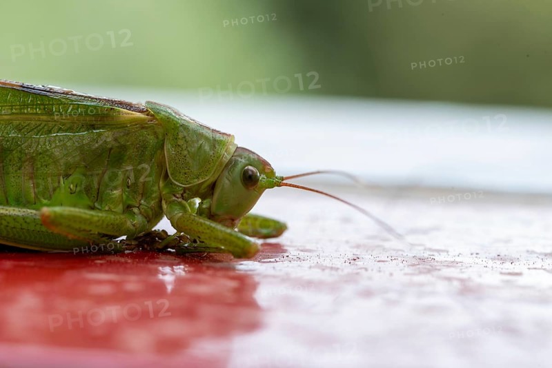 Great green bush cricket (Tettigonia viridissima), Saint Jean de Cannes, Provence-Alpes-Côte d'Azur, France, Europe