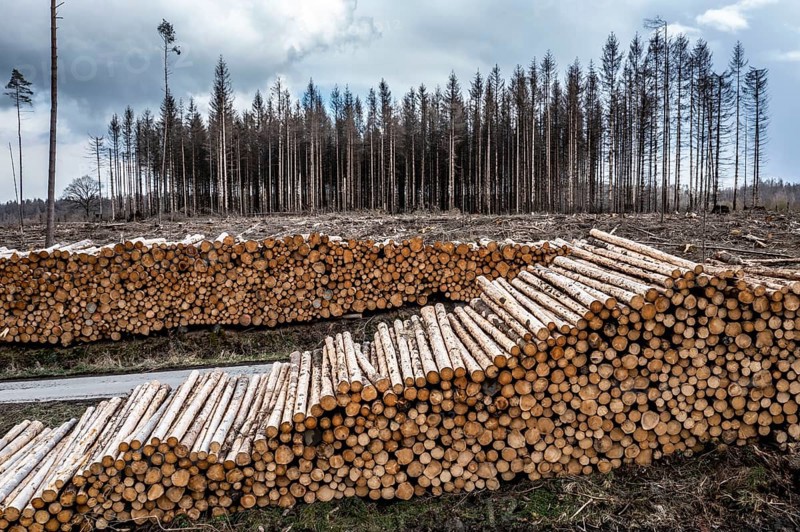 Cleared forest in the Arnsberg Forest near Warstein-Sichtigvor, Soest district, wood pile, site of a spruce forest that had died due to heavy bark beetle infestation and was felled, North Rhine-Westphalia, Germany, Europe