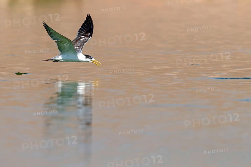Caspian Tern, flight photo, (Thalasseus bergii), East Khawr / Khawr Ad Dahariz, Salalah, Dhofar, Oman, Asia