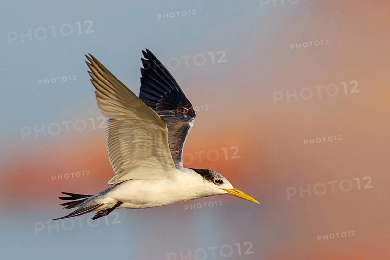 Caspian Tern, flight photo, (Thalasseus bergii), East Khawr / Khawr Ad Dahariz, Salalah, Dhofar, Oman, Asia