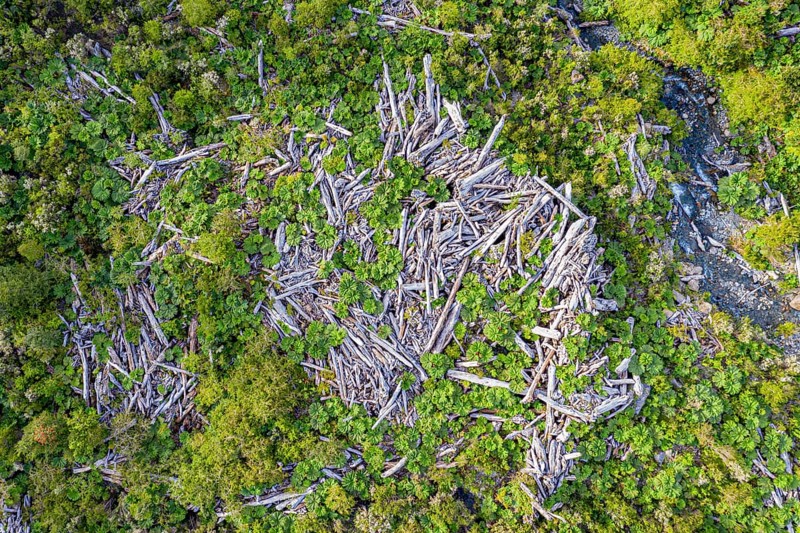 Dead trees in a forest, on the slope of the Chaiten volcano, destroyed by volcanic eruptions, Park Pumalin, Patagonia, Chile, South America
