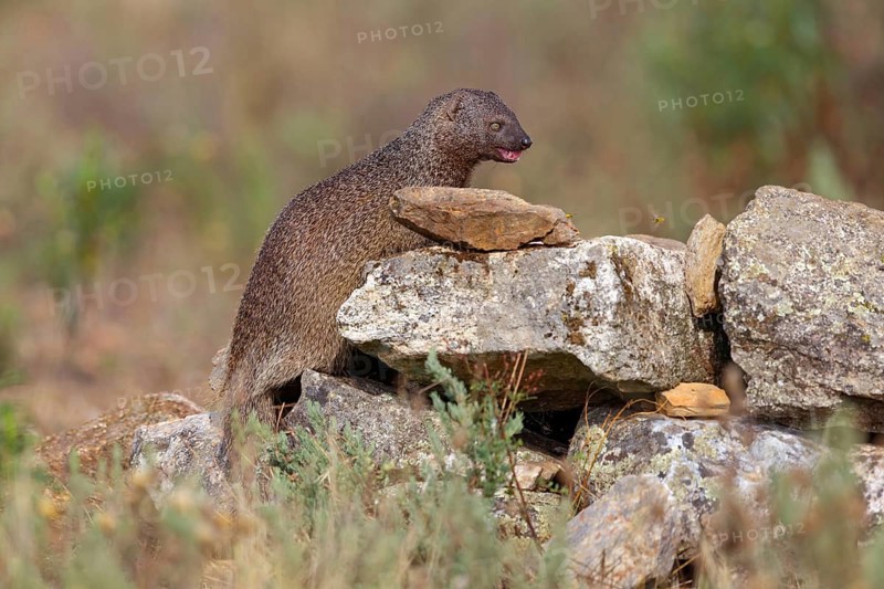 (Herpestes ichneumon), mongoose, family of carnivores, Hides De Calera / Valley Hide, Calera Y Chozas, Castilla La Mancha / Toledo, Spain, Europe