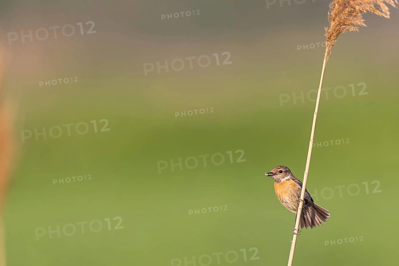 Stonechat, (Saxicola torquata), foraging, female, Eich, Rhineland-Palatinate, Germany, Europe