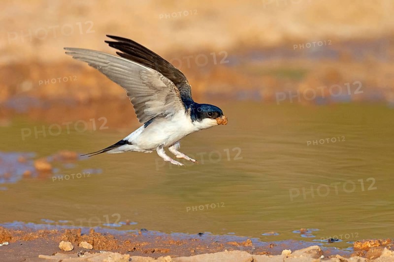 House Martin, Town Swallow, common house martin (Delichon urbica), Lesbos, Lesbos Island, Greece, Europe