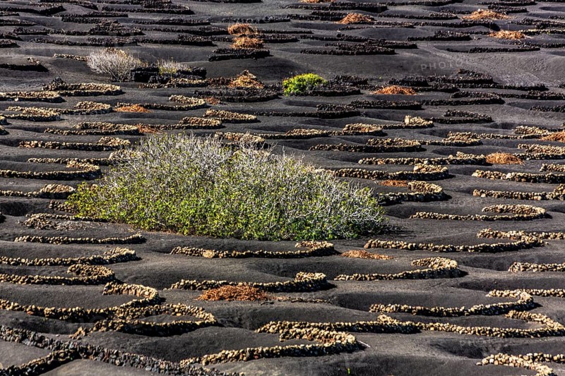 2016, La Geria, Lanzarote, La Geria, ESP, Spain, Canary Islands, Canary Islands, Atlantic Ocean, Lanzarote, biosphere reserve, volcano, volcanism, volcanic island, island, wine-growing area, wine, nature reserve, recording date, Europe