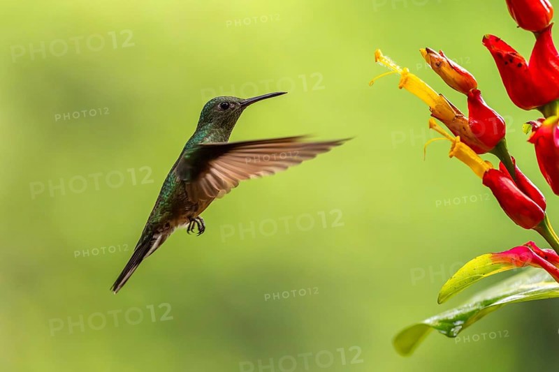 Green-fronted Brilliant Hummingbird (Heliodoxa jacula), Hummingbird (Trochilidae), Swiftbirds (Apodiformes), Laguna del Lagarto Lodge, Alajuela, Costa Rica, Central America