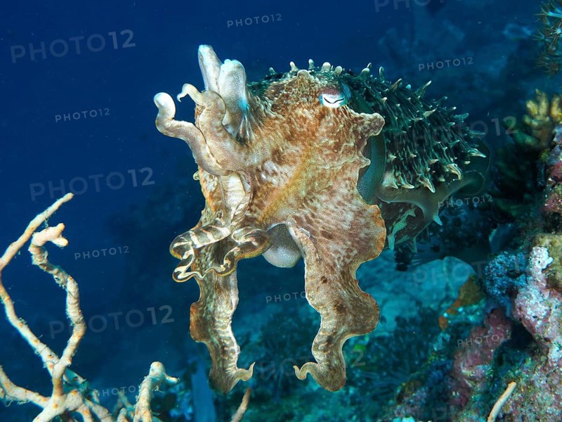 Broad-armed sepia (Sepia latimanus) swimming near a coral reef in blue water, dive site Close Encounters, Permuteran, Bali, Indonesia, Asia