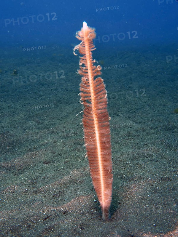 A single sea pen (Virgularia) rises from the sandy seabed, dive site Puri Jati, Umeanyar, Bali, Indonesia, Asia