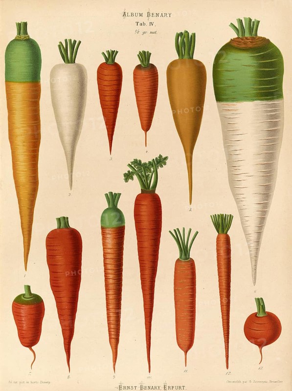 Vegetables, carrots, after Ernst Samuel Benary (10 November 1819, 19 February 1893), Hessian horticulturalist, Historical, digitally restored reproduction from a 19th century original, Record date not stated