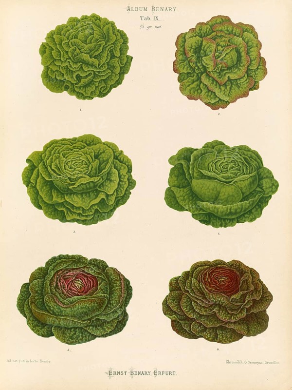 Vegetables, various salads, after Ernst Samuel Benary (10 November 1819, 19 February 1893), Hessian horticulturalist, Historical, digitally restored reproduction from a 19th century original, Record date not stated
