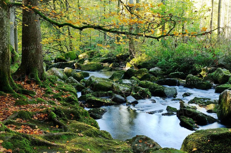 Quiet river in a mossy autumn forest with hanging branches and falling leaves, Saußbach, Bavarian Forest National Park