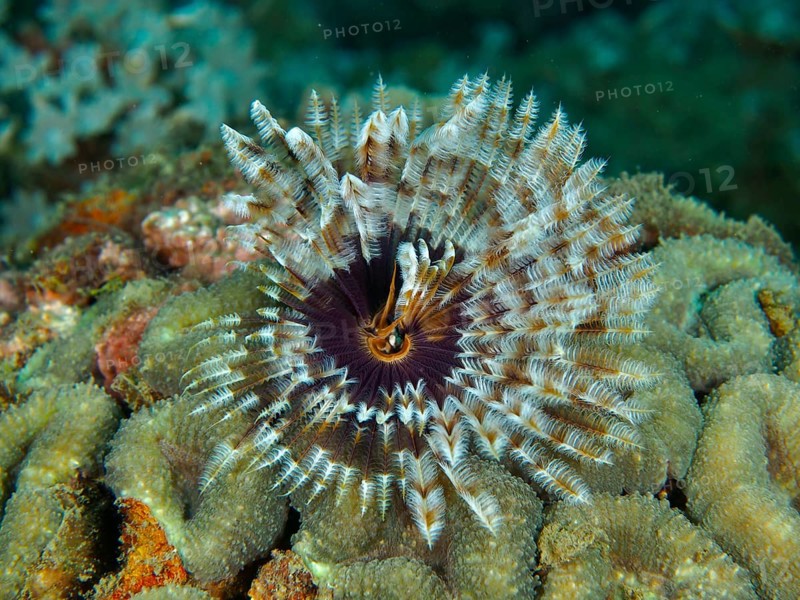 Tube worm (Sabellastarte) with colourful, spreading patterns Feathered animal in coral under water, dive site Spice Reef, Penyapangan, Bali, Indonesia, Asia