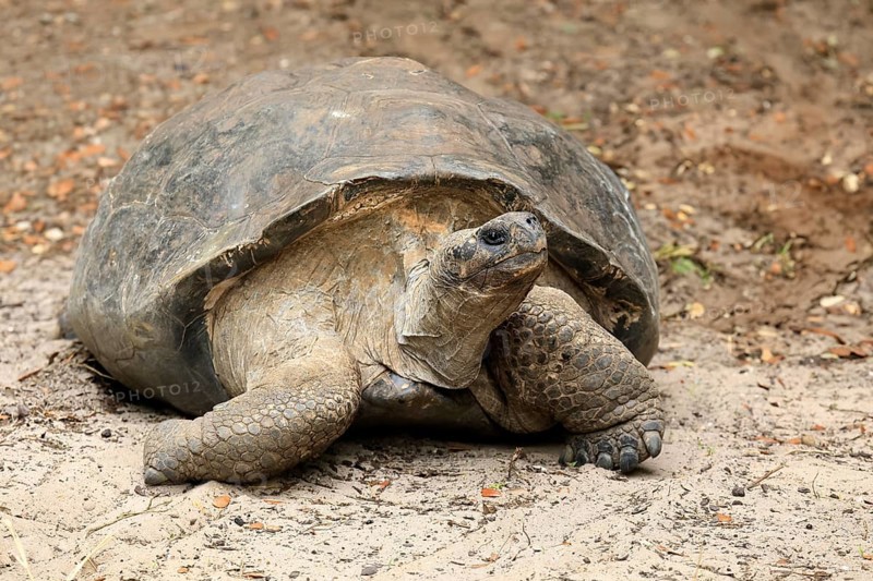 Galapagos giant tortoise (Chelonoidis niger), adult, foraging, captive, Galapagos Islands, Ecuador, South America