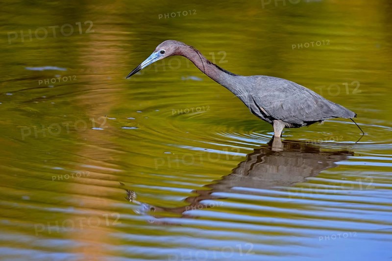 Great Blue Heron (Egretta caerulea), adult, in water, alert, foraging, Merritt Island, Black Point Wildlife Drive, Florida, USA, North America
