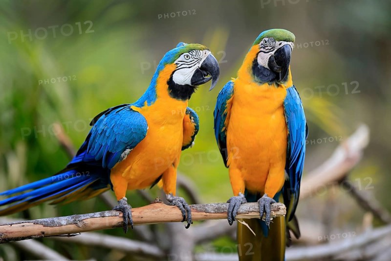 Yellow-breasted Macaw (Ara ararauna), adult, in perch, pair, social behaviour, South America