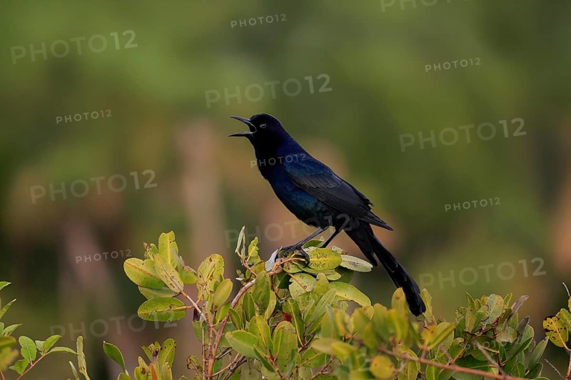 Boat-tailed grackle (Quiscalus major), adult, male, calling, singing, Waiting, Merritt Island, Black Point Wildlife Drive, Florida, USA, North America