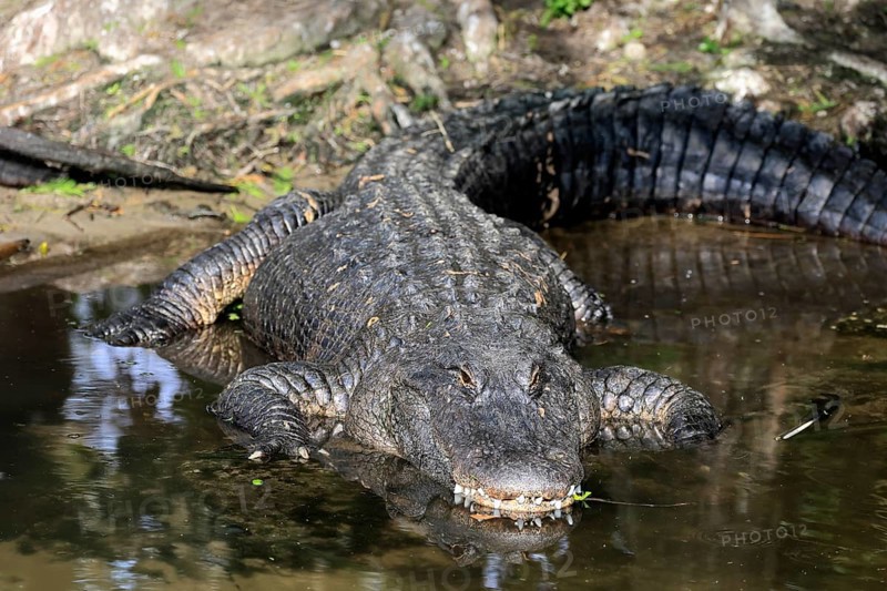Mississippi Alligator (Alligator mississippiensis), pike alligator, adult, lying, friendly, smiling, in water, Florida, USA, North America