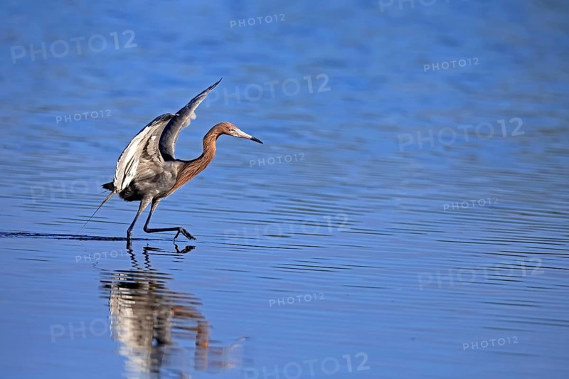 Reddish Egret (Egretta rufescens), adult, in water, foraging, hunting, alert, Merritt Island, Black Point Wildlife Drive, Florida, USA, North America