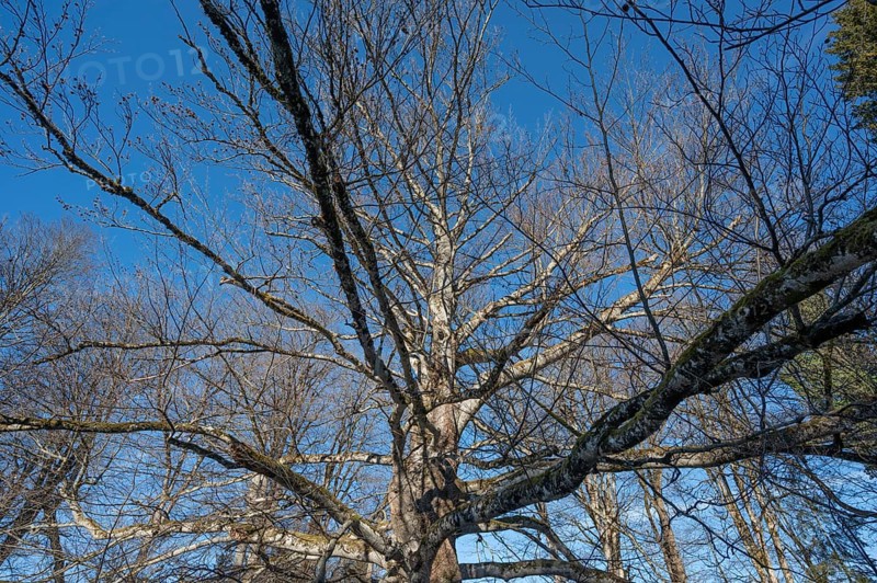 Centenarian, dying copper beech (Fagus sylvatica), Bavaria, Germany, Europe
