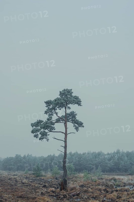 View of a solitary spruce in the moor with frozen hoarfrost, landscape photo, nature photo, flora, fauna, portrait format, fog, trees, grasses, forest area, winter, snow, ice, frost, cold, season, cosy, Nienburg, Lower Saxony, Germany, Europe