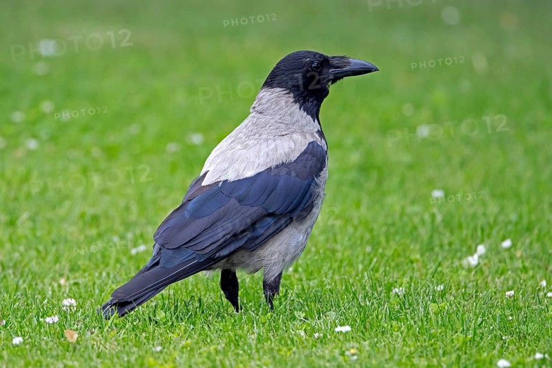 Northern European hooded crow (Corvus cornix cornix, Corvus corone cornix) foraging in meadow in summer