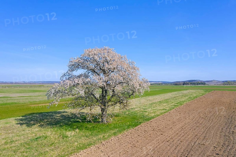 Wild cherry, sweet cherry, gean (Prunus avium, Cerasus avium) solitary fruit tree flowering in field in spring, Mecklenburg-Vorpommern, Germany, Europe