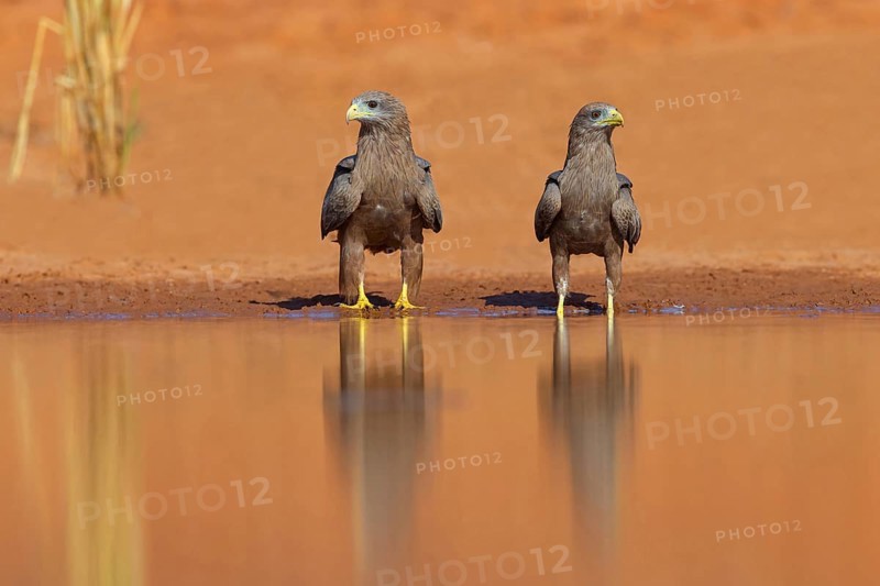 Black Kite, (Milvus aegyptius), Morgan Kunda lodge / road to Kat, Jajari, North Bank, Gambia, Africa