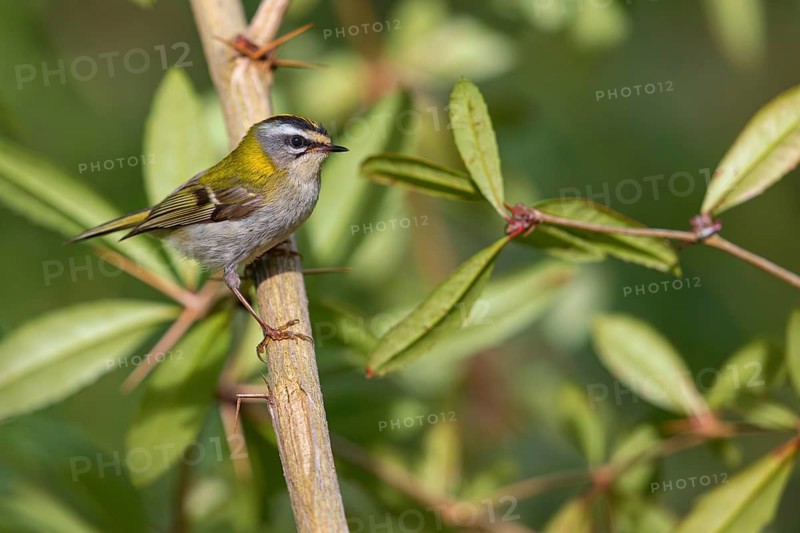 Goldcrest, Regulus ignicapillus, Luce, Mountain area, Luce, Styria, Slovenia, Europe