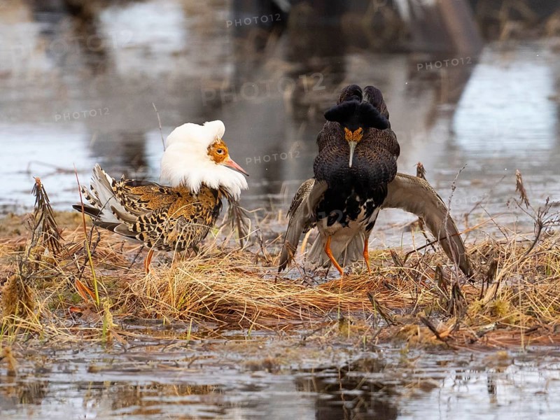 Ruff (Calidris pugnax) two males in breeding plumage at lek, fighting over female, Pokka, Finnish Lapland