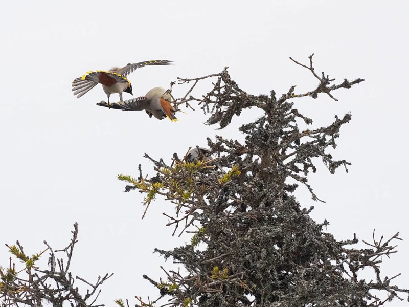 Bohemian waxwing (Bombycilla garrulus), two birds fighting on top of Fir tree, Pokka, Finnish Lapland