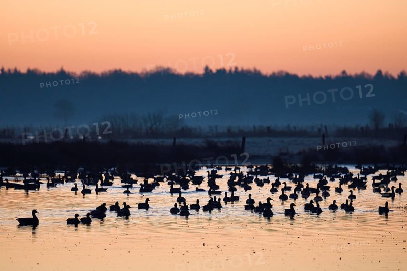White-fronted goose (Anser albifrons), geese at roost, shortly in front of departure, in front of sunrise, Dingdener Heide nature reserve, North Rhine-Westphalia, Germany, Europe