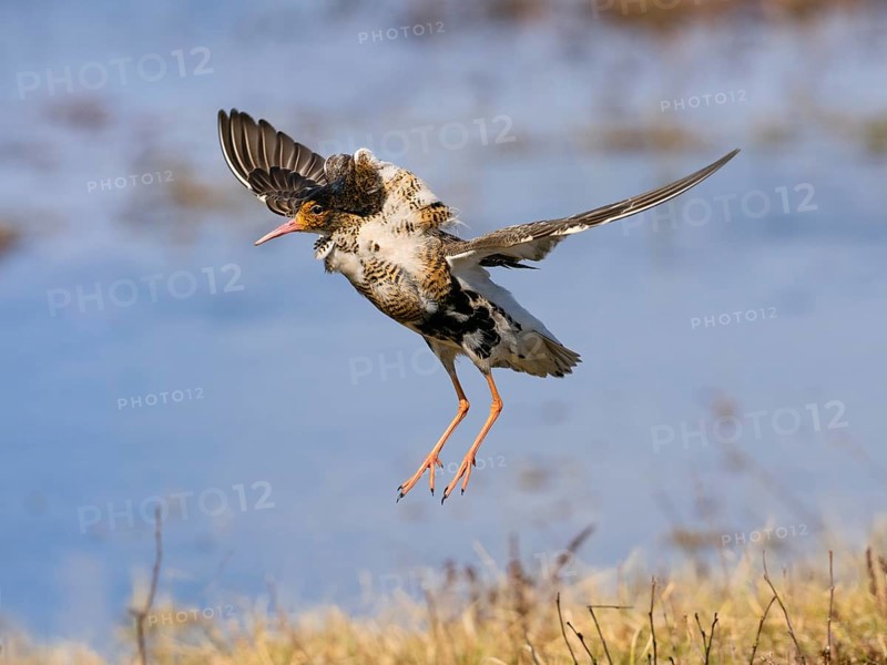 Ruff (Calidris pugnax) male in breeding plumage displaying at lek, jumping up in the air, Pokka, Finnish Lapland