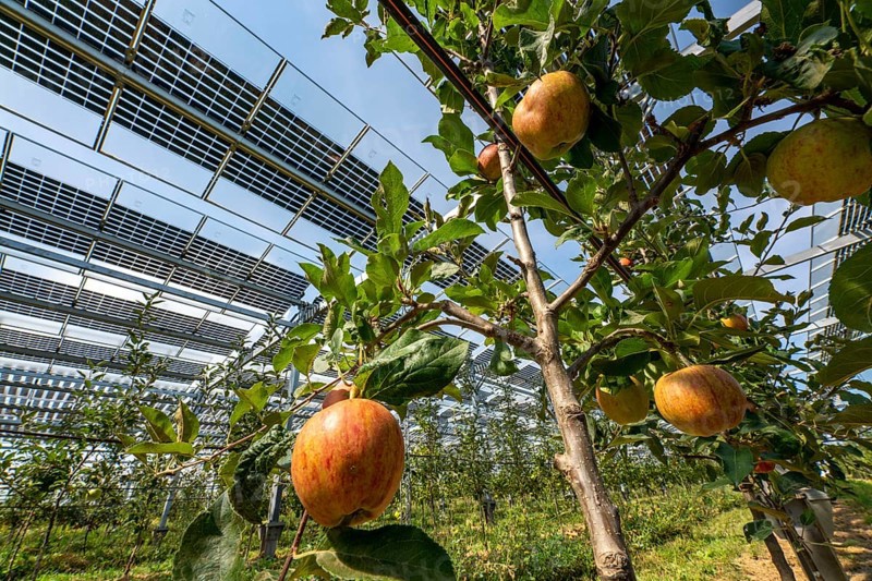 Agri-photovoltaic test plant, an apple tree plantation with two different systems of PV modules was roofed over 3000 square metres, rain and sunlight comes through, at the same time protection against hail and heavy rain, next to it are the same trees but without a solar roof, as a comparison object, how the PV roof affects the trees and harvest, the field test is accompanied by the Fraunhofer Institute for Solar Energy Systems ISE, in Grafschaft-Gelsdorf, Rhineland-Palatinate, Germany, Europe
