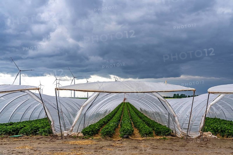 Agriculture, large areas with foil tunnels, for the cultivation of strawberries, wind farm, south of Lövenich, belongs to Erkelenz, in the district of Heinsberg, North Rhine-Westphalia, Germany, Europe