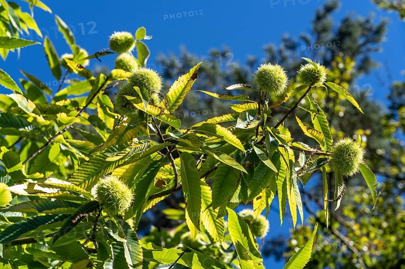 Fruits of the sweet chestnut, in the Haard forest area, in the northern Ruhr region, bordering the Münsterland, part of the Hohe Mark nature park Park, around 55 km2 in size, mixed forest, North Rhine-Westphalia, Germany, Europe