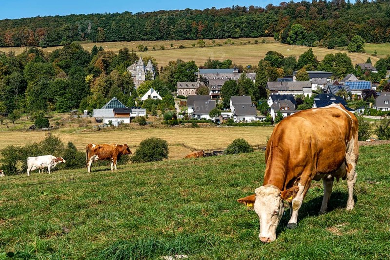 Cattle pasture near the village of Gevelinghausen, dairy cows grazing in a meadow, landscape in Sauerland, Hochsauerlandkreis, North Rhine-Westphalia, Germany, Europe