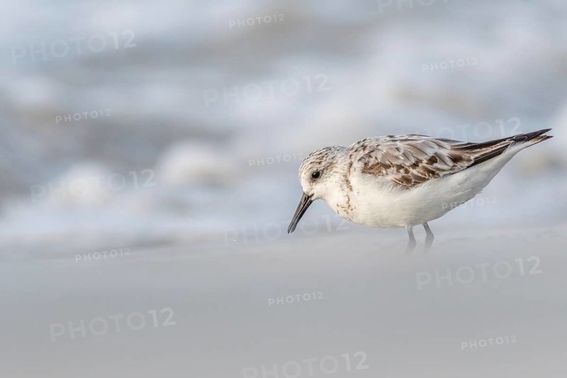 Sanderling (Calidris alba) feeding on a beach. Camaret sur mer, Crozon, Finistere, Brittany, France, Europe