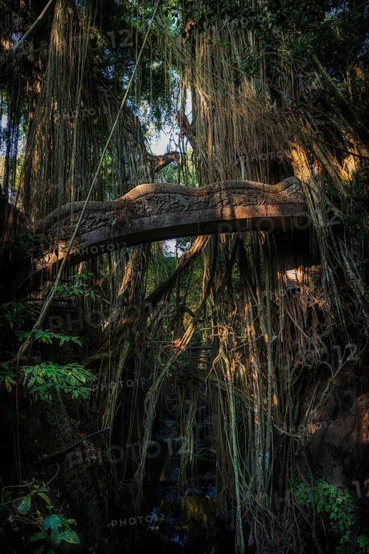 Bridge in the jungle, lianas in the jungle, Sacred monkey forest, Ubud, Bali, Indonesia, Asia